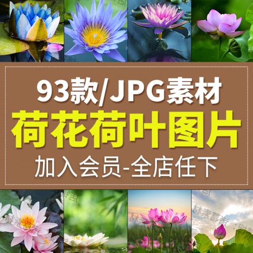 唯美荷花荷叶莲花照片摄影高清图片杂志画册海报设计JPG合成素材